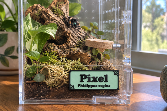 Jumping spider enclosure with a personalized magnetic name sign