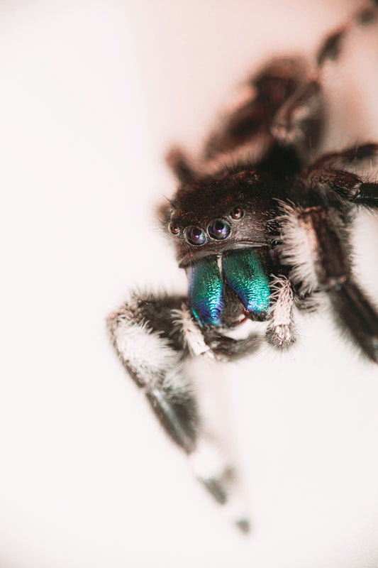Female jumping spider with green chelicerae and large reflective eyes — close-up macro shot