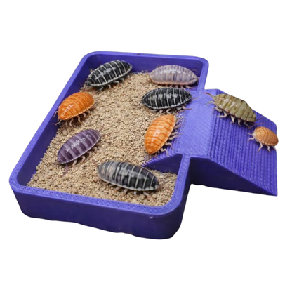 Isopod Feeding Dish with Ramp