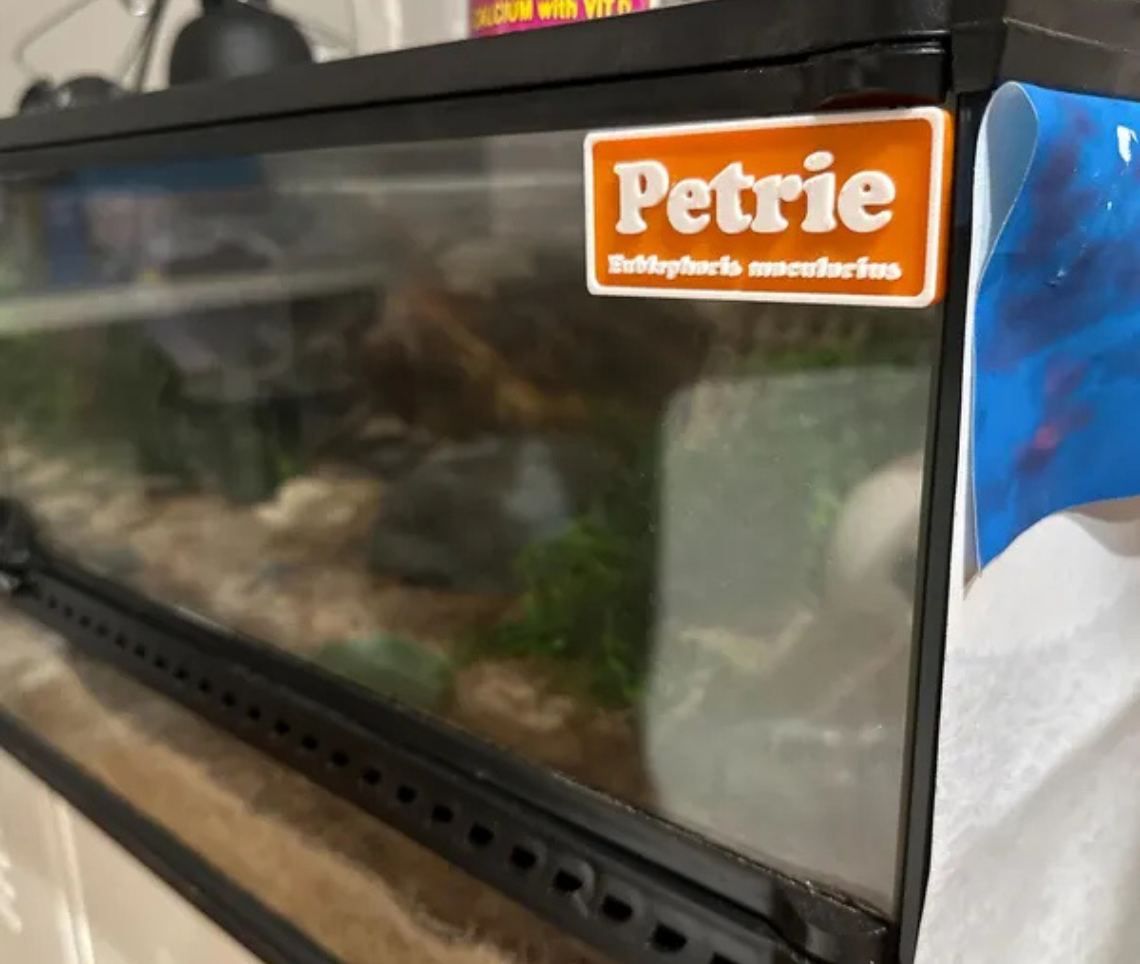 Magnetic Reptile Personalized Name Sign - For Leopard Gecko, Crested Gecko, Lizard, Snakes, Hermit Crab & more - PAWS FRVR
