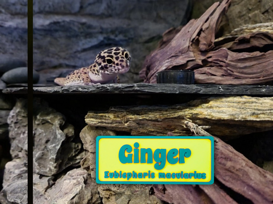 Magnetic Reptile Personalized Name Sign - For Leopard Gecko, Crested Gecko, Lizard, Snakes, Hermit Crab & more - PAWS FRVR