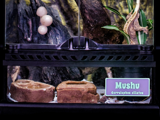 Purple Mushu name sign mounted on a reptile enclosure