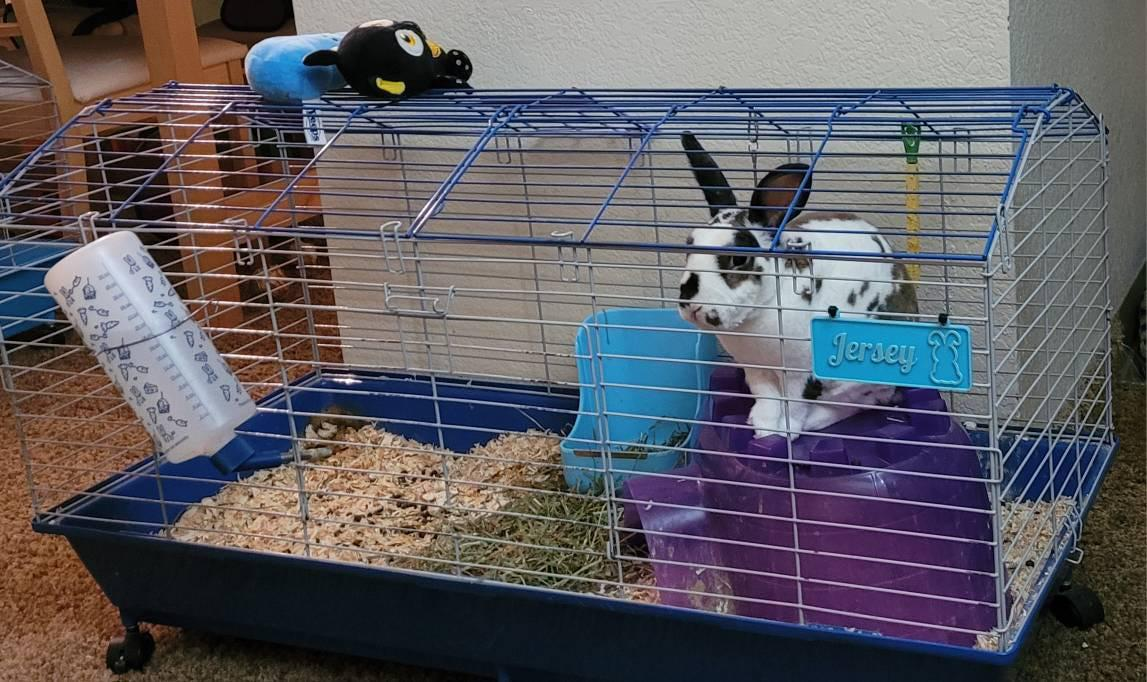 Personalized Rabbit Name Sign - Custom Cage Bunny Nameplate - PAWS FRVR