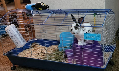 Personalized Rabbit Name Sign - Custom Cage Bunny Nameplate - PAWS FRVR