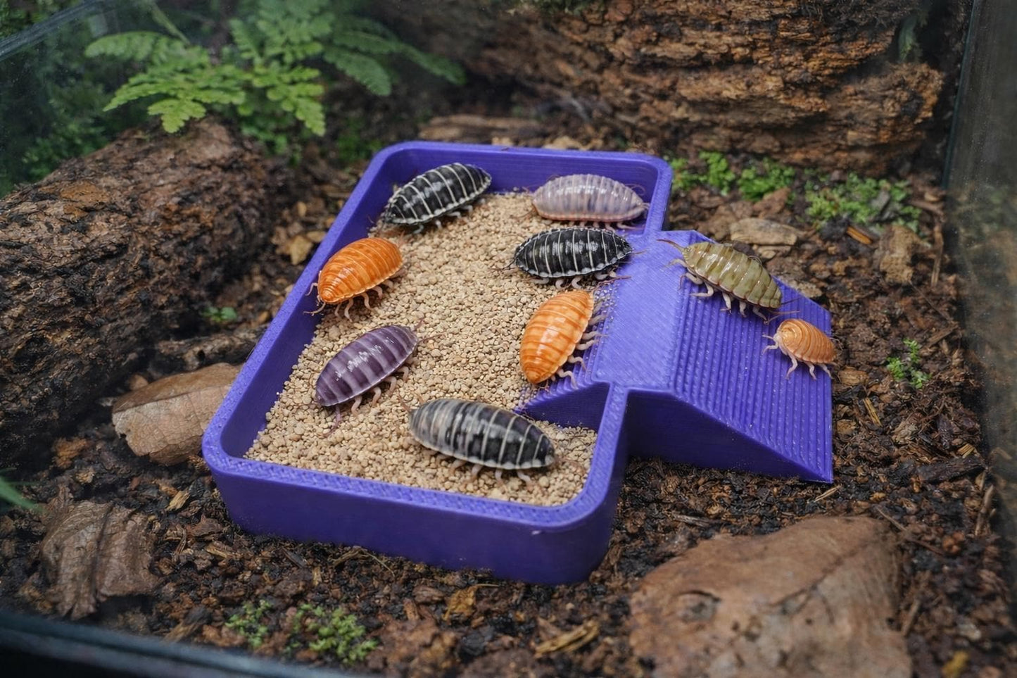 Isopod Feeding Dish with Ramp